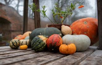 Different coloured pumpkins and squashes displayed on a wooden bench