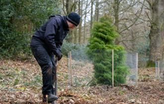 Rangers planting specimen trees in the woods