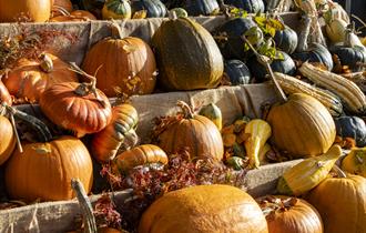 An autumnal display of pumpkins and squashes