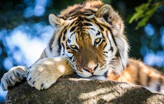 Dartmoor Zoo