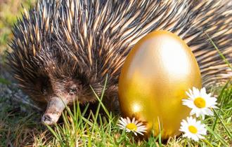 Golden Egg Hunt at Paignton Zoo