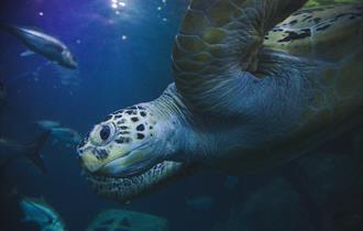 Close up of a Sea Turtle at National Marine Aquarium in Plymouth, UK