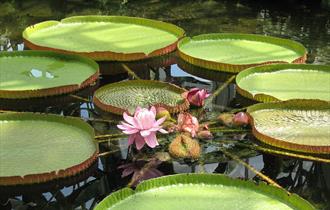 royal water lily - Victoria amazonica