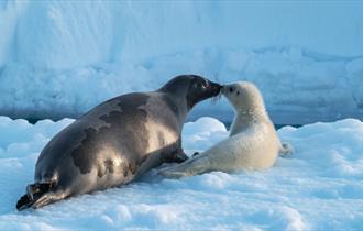 Arctic: Our Frozen Planet - Immersive Dome Screening