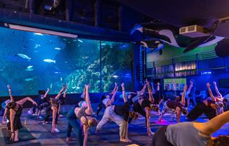a group practising yoga in front of the Eddystone Exhibit, which is in the UK's largest aquarium.