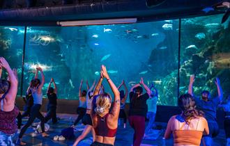 A group of people practising yoga in front of the Eddystone Exhibit in the National Marine Aquarium.
