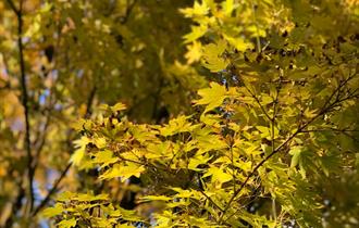 Charity Open Garden