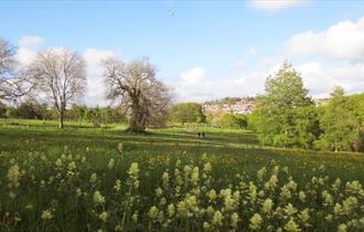 Wild flower meadow at Central Park.