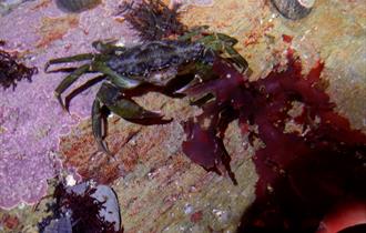 Coastal walk & rock pooling on a hidden Cornish beach