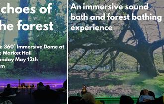 Echoes of the Forest - A Soundbath & Forest bathing Immersive Experience