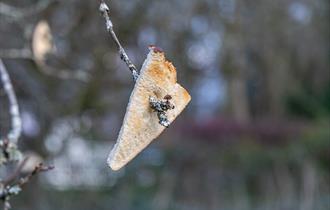 A piece of toast places on the branches of a tree for a wassail