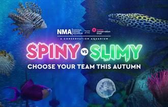 spiny vs slimy launch graphic