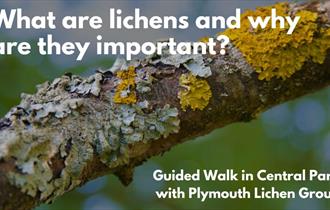 What are Lichens and why are they important?  Guided walk