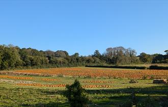 Pip's Pick Your Own Pumpkins