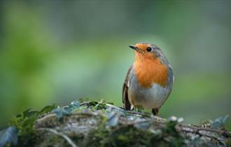 Recent encounters of a natural kind in Plymouth