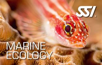 Free SSI Marine Ecology Online Course