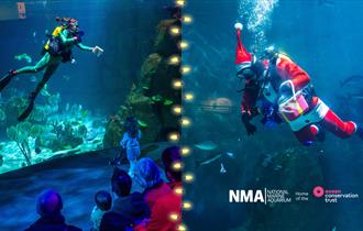 Santa Dives at the National Marine Aquarium