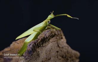 Photograph of a leaf cutter insect