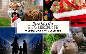 Home Educator Zooluminate