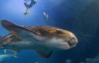 Zebra Shark Experience at the Aquarium