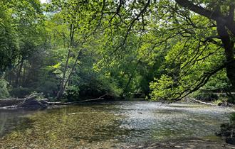 Plymbridge Woods