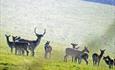 The deer park at Mount Edgcumbe