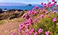 Pink wildflowers in the foreground, the mewstone and se in the background