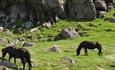 Dartmoor ponies grazing at the foot of a tor