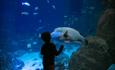 Child in front of display at National Marine Aquarium in Plymouth UK
