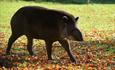 Dartmoor Zoo