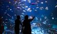 Family in front of display at National Marine Aquarium in Plymouth UK