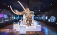 Woolly Mammoth display