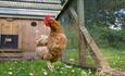 Chickens at Bovisand Lodge Holiday Park near Plymouth