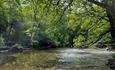 Plymbridge Woods