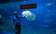 Staff at display at National Marine Aquarium in Plymouth UK