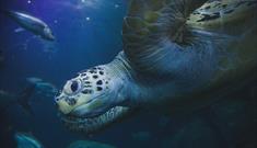 Close up of a Sea Turtle at National Marine Aquarium in Plymouth, UK