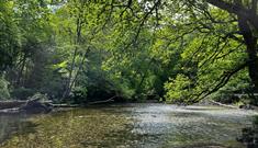 Plymbridge Woods