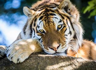 A tiger crouching