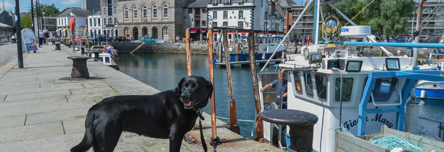 Dog on the Barbican, Plymouth