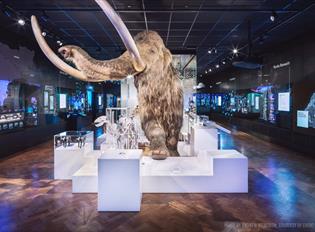 Woolly Mammoth display in The Box