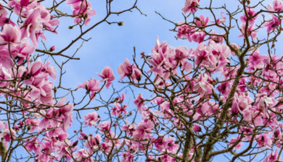 Magnolia tree in flower