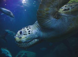 Close up of a Sea Turtle at National Marine Aquarium in Plymouth, UK