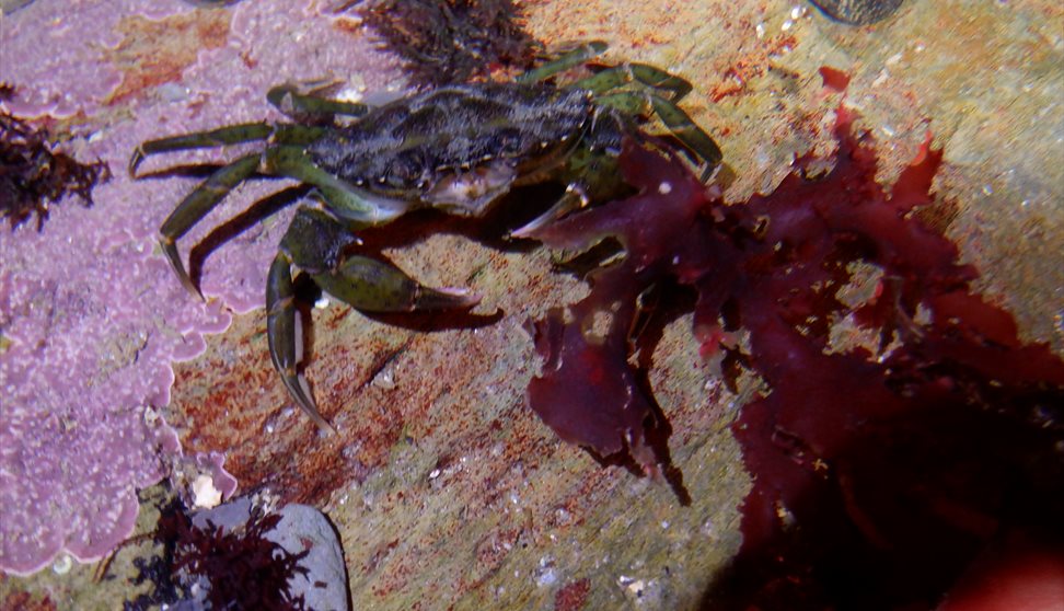 Coastal walk & rock pooling on a hidden Cornish beach