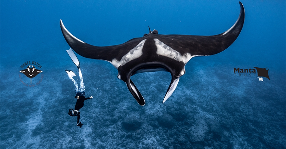 A Journey Into Manta Ray Conservation - Visit Plymouth