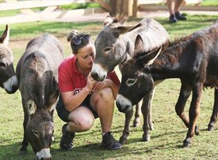 Trainer with donkeys