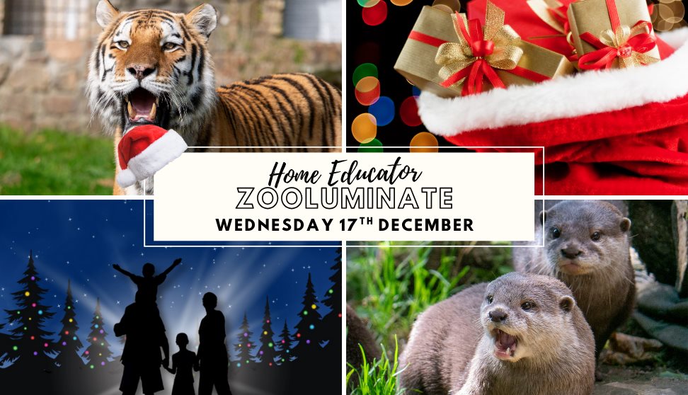 Home Educator Zooluminate Home Educator Zooluminate