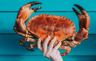 A hand holding a large crab against a blue painted fence