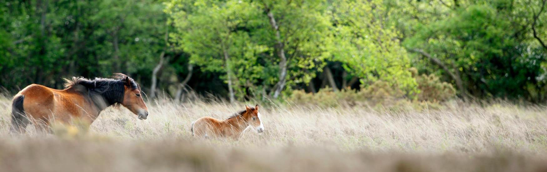Visit the New Forest