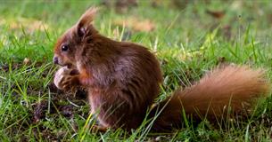 Little red squirrel eating nuts and finding food on Brownsea Island