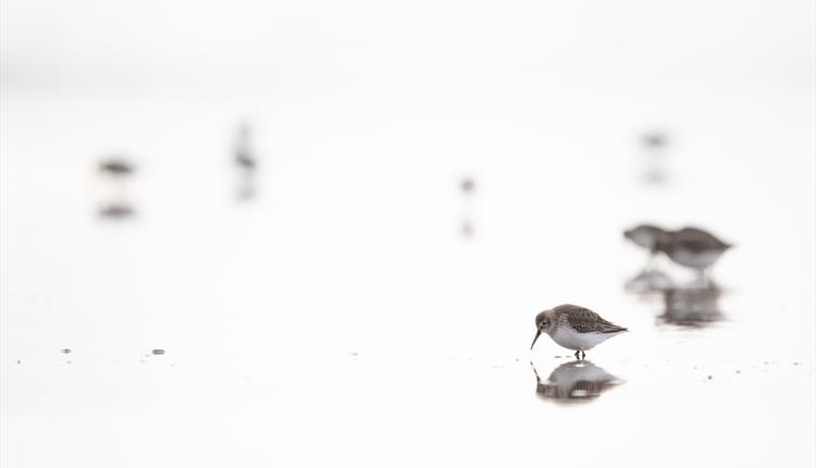 Turnstones